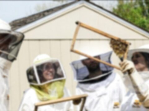 Four individuals, two men and two women, wearing protective beekeeper suits. One man holds up a bee tray while the others observe, engaged in beekeeping activities, demonstrating teamwork and collaboration in hive management.