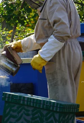 Image of a man in a beekeeper suit harvesting honey, focusing on the body without showing the face, serving as a design element for beekeeping-related projects.